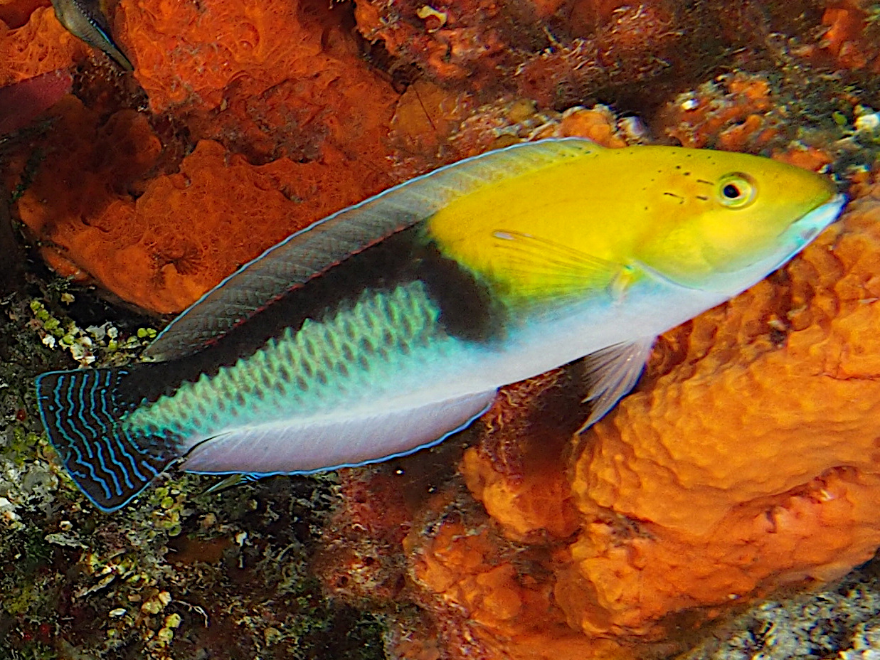 Yellowhead Wrasse